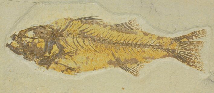 Uncommon Fish Fossil (Mioplosus) - Wyoming #144135